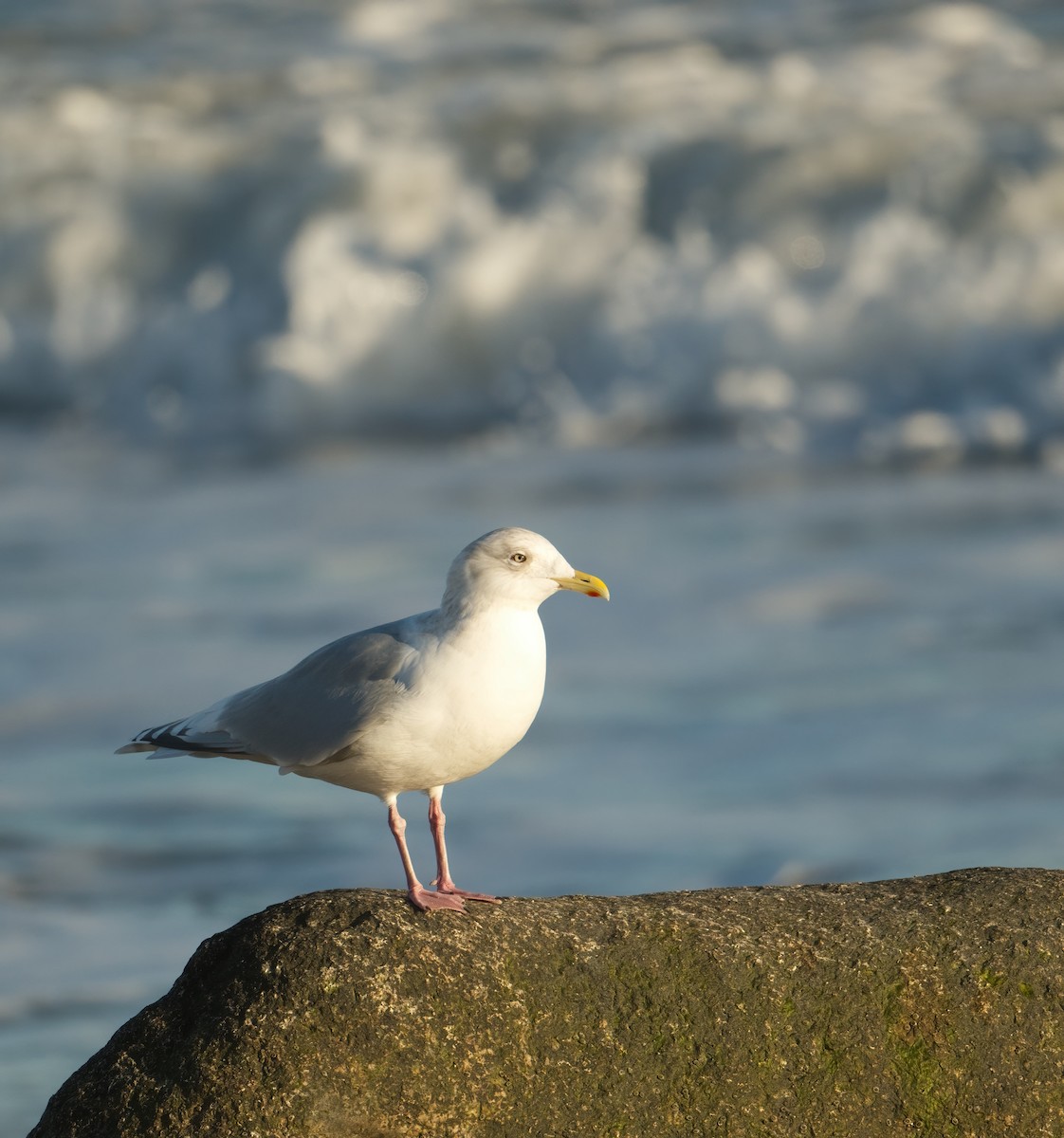 Iceland Gull (kumlieni) - ML539370651