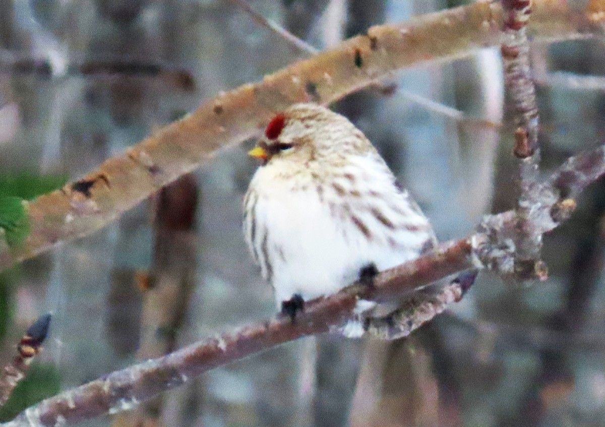 Hoary Redpoll - ML539370911