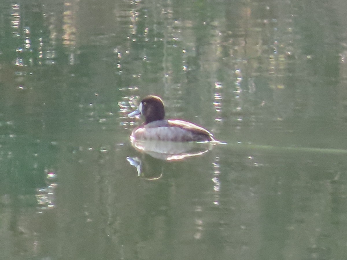 Greater Scaup - ML539371051