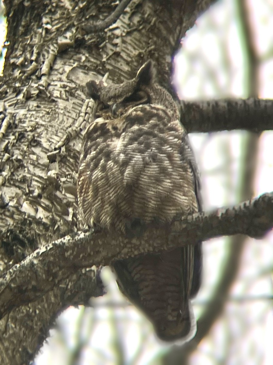 Great Horned Owl - ML539372181