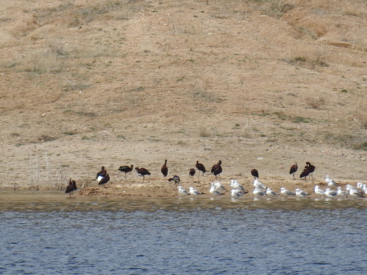 White-faced Ibis - ML53937301