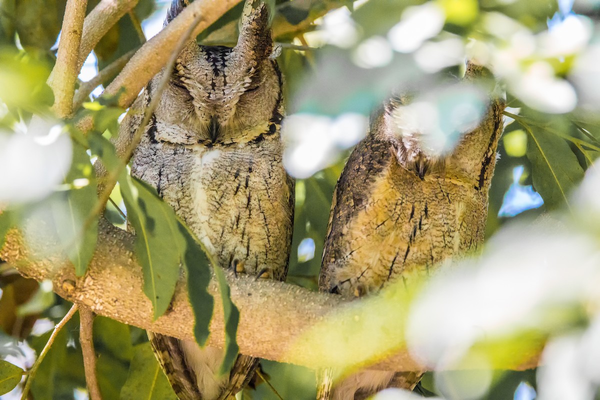 Indian Scops-Owl - ML539373011