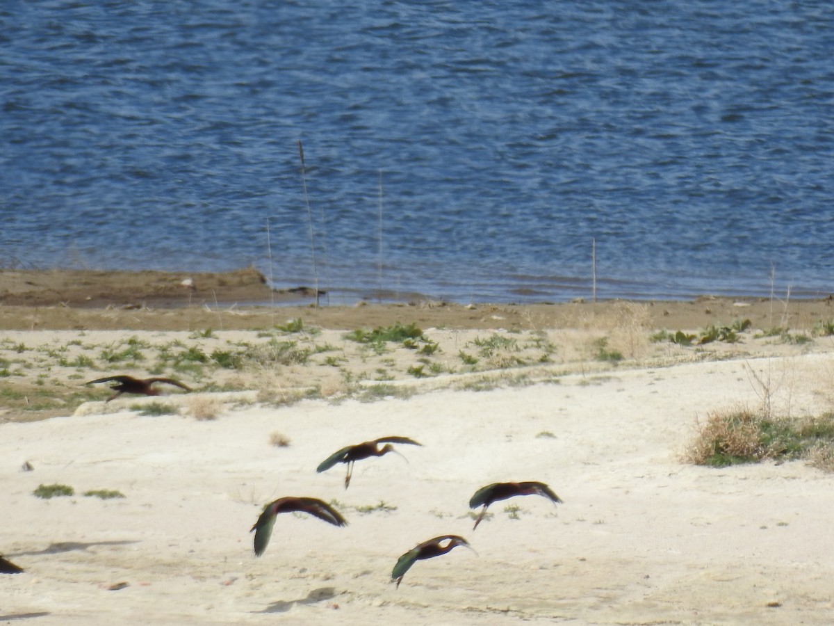 White-faced Ibis - ML53937361