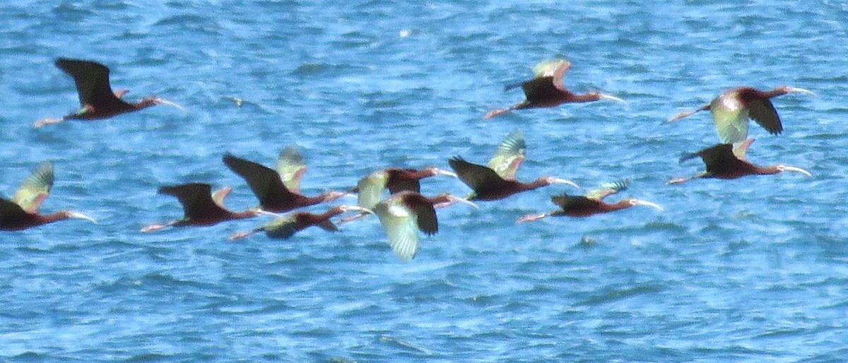 White-faced Ibis - ML53937431