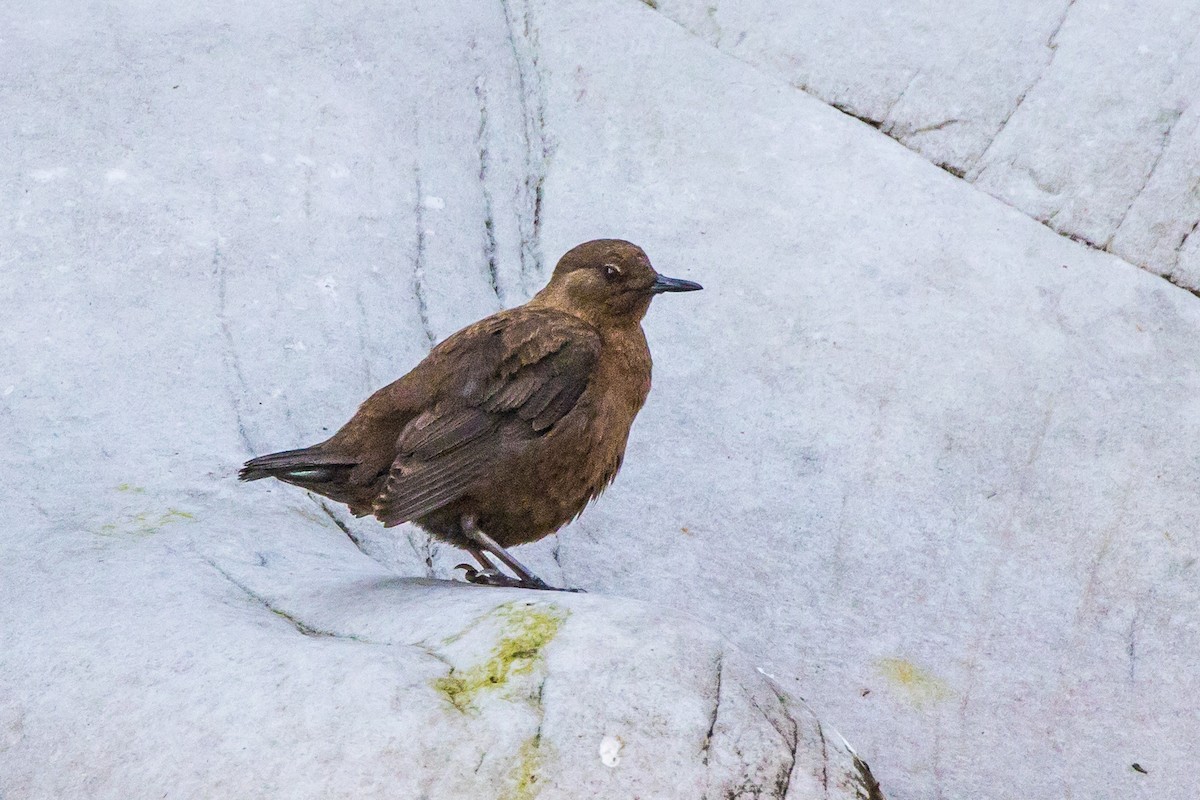 Brown Dipper - graichen & recer