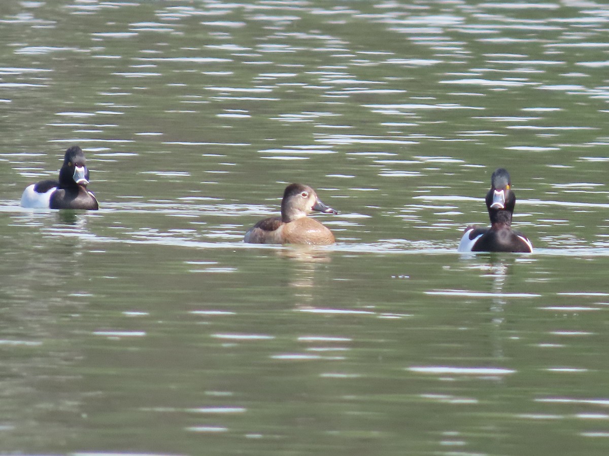 Ring-necked Duck - ML539374941