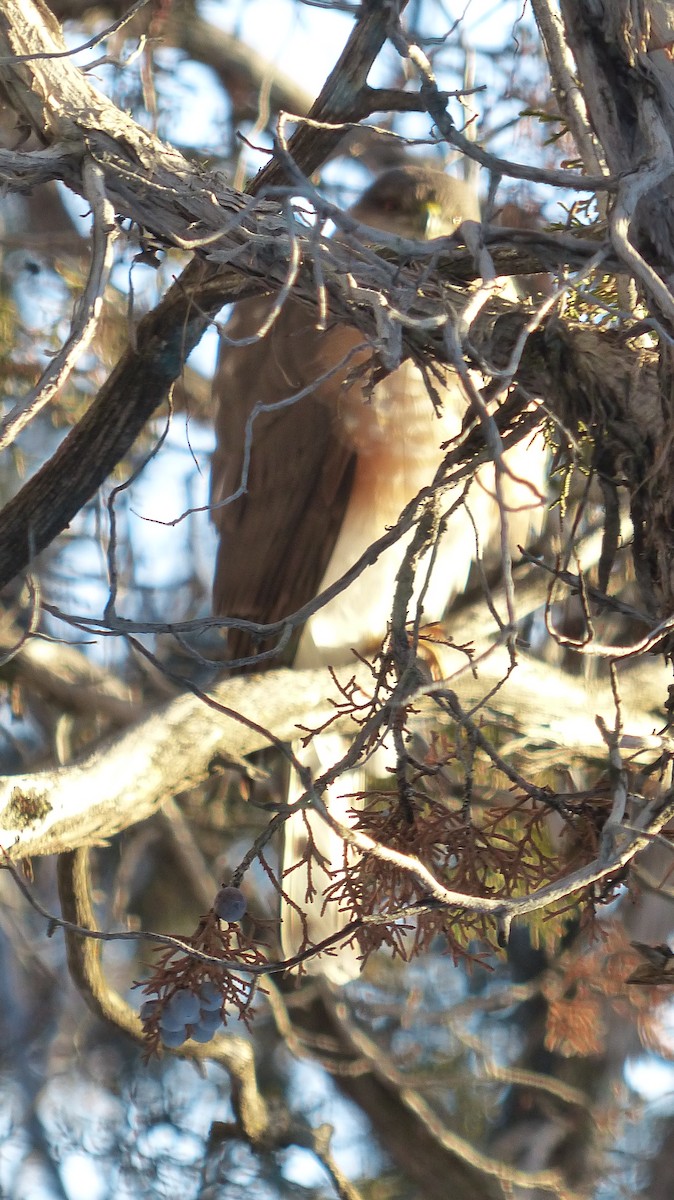 Sharp-shinned Hawk - ML539375891