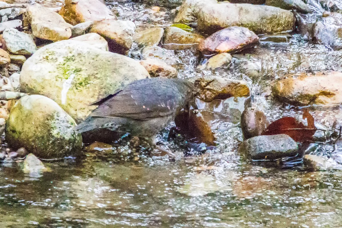 Long-billed Thrush - ML539375921