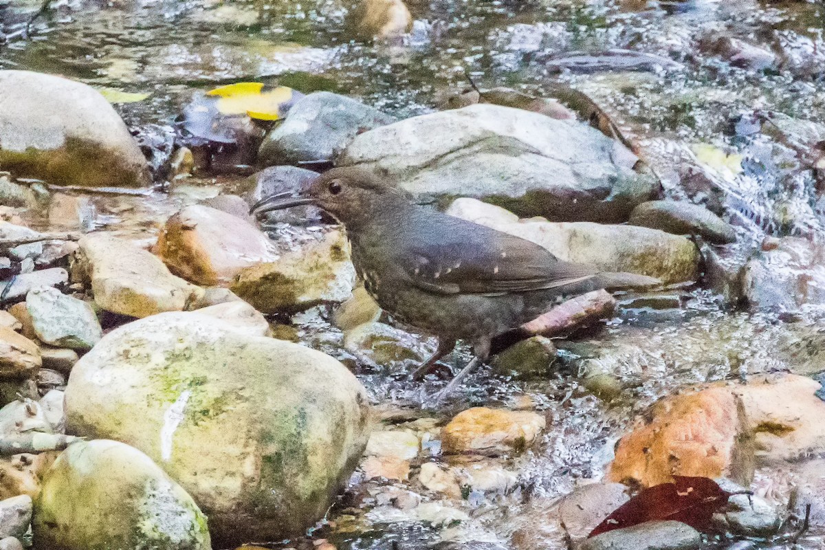 Long-billed Thrush - ML539375931