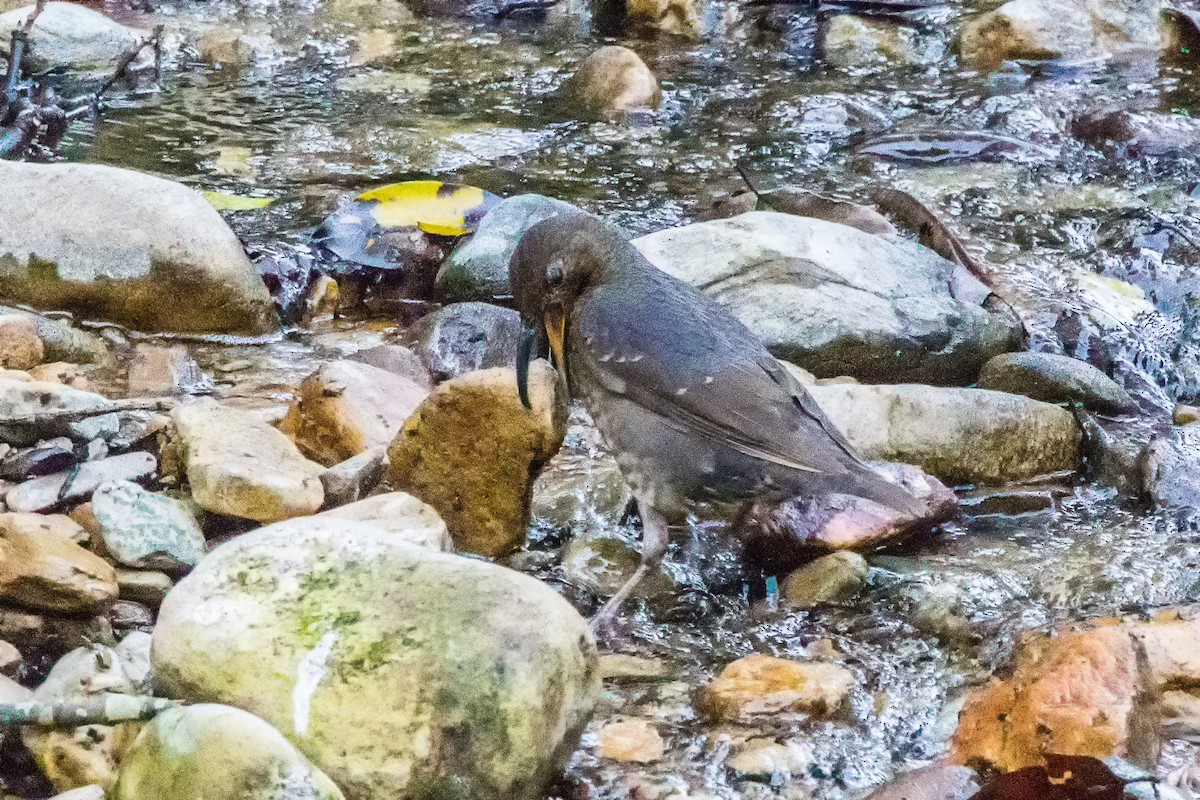 Long-billed Thrush - ML539375951