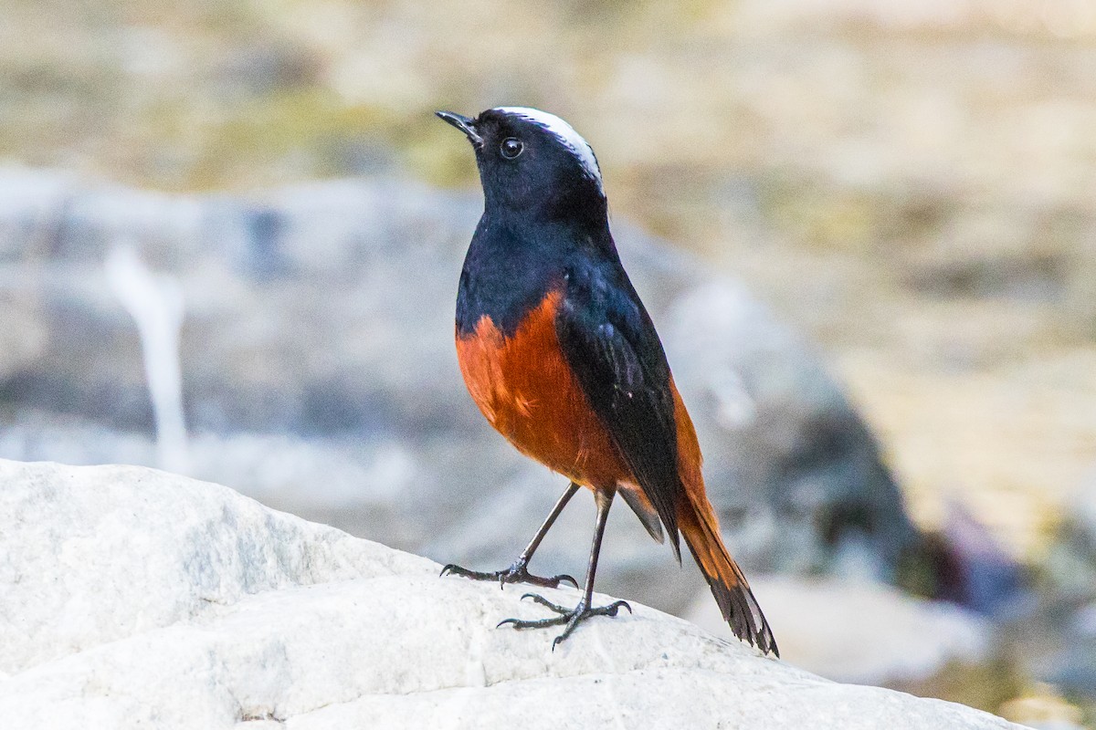 White-capped Redstart - ML539376101