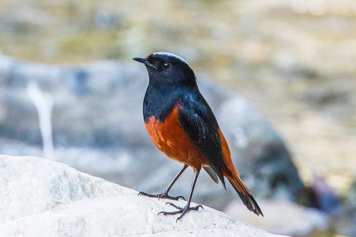 White-capped Redstart - ML539376111