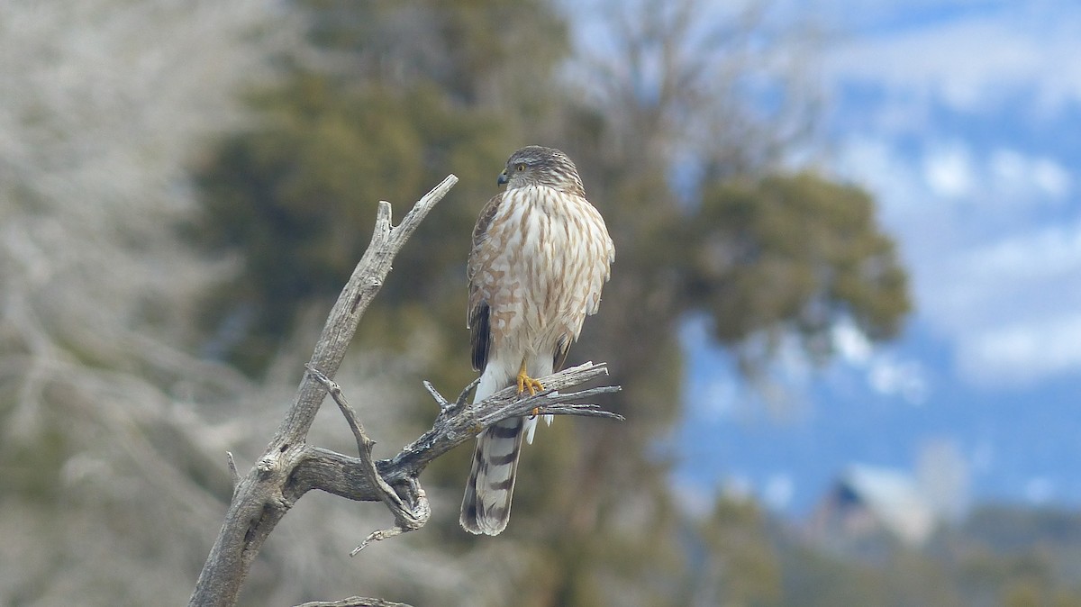 Sharp-shinned Hawk - ML539376411
