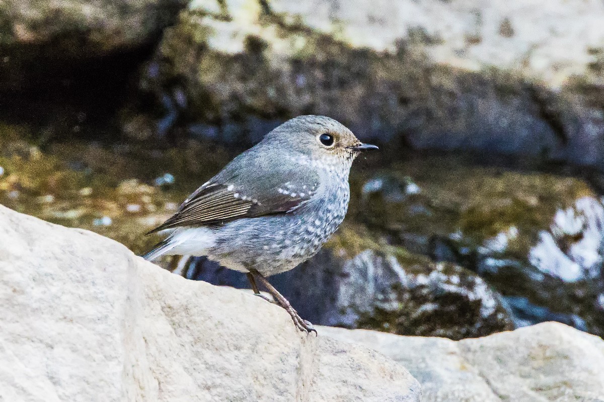 Plumbeous Redstart - ML539376671