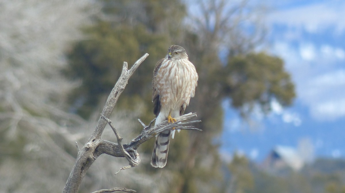 Sharp-shinned Hawk - ML539376681