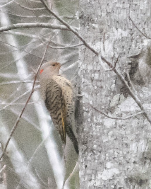 Northern Flicker - ML539376931