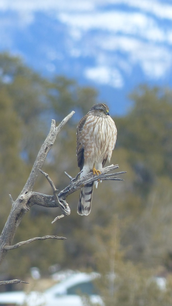 Sharp-shinned Hawk - ML539377011