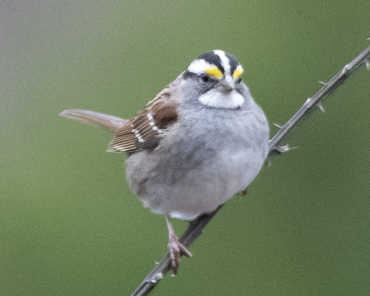 White-throated Sparrow - ML539377141