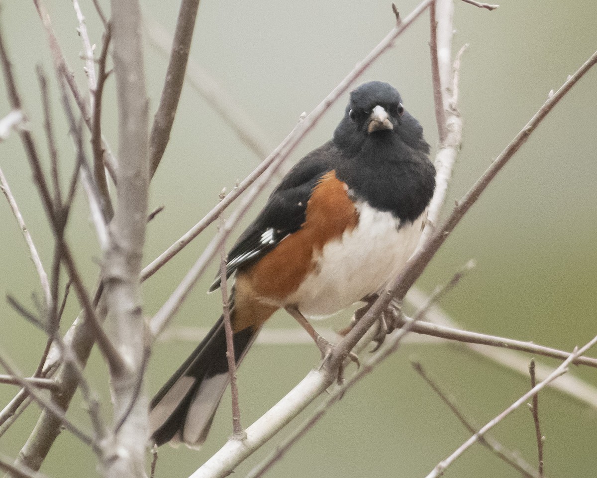 Eastern Towhee - ML539377211
