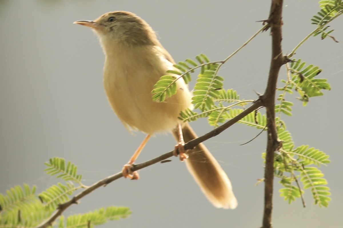 Rufous-fronted Prinia - Vikas Madhav Nagarajan