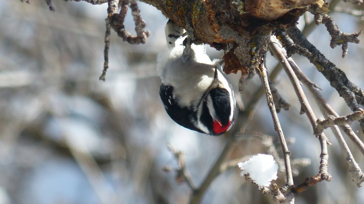 Downy Woodpecker - ML539377591