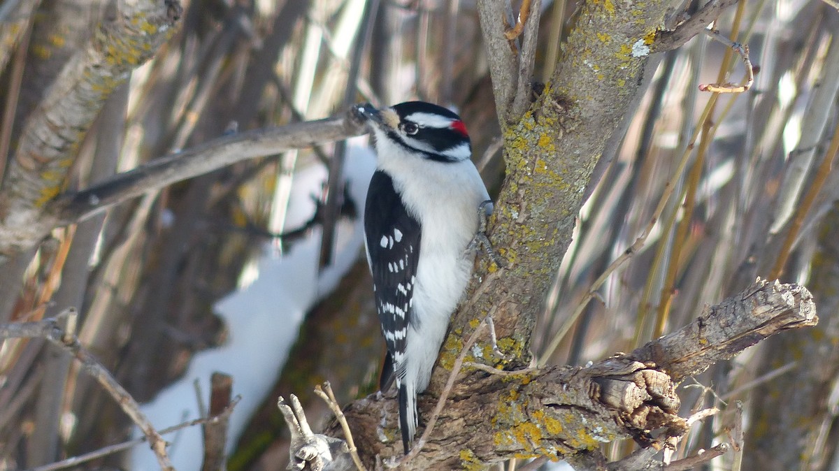 Downy Woodpecker - ML539377741