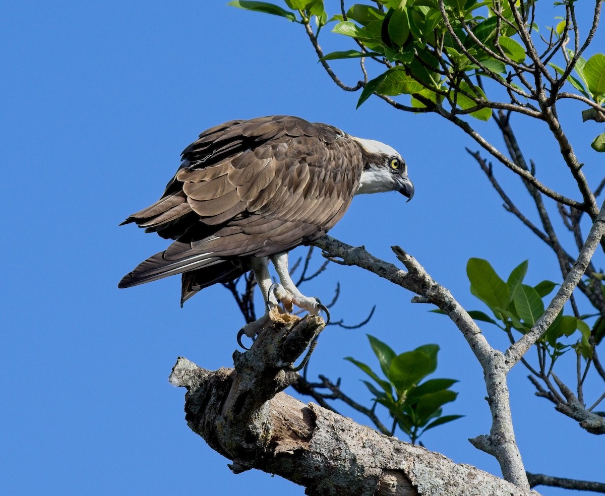 Osprey - ML539377761