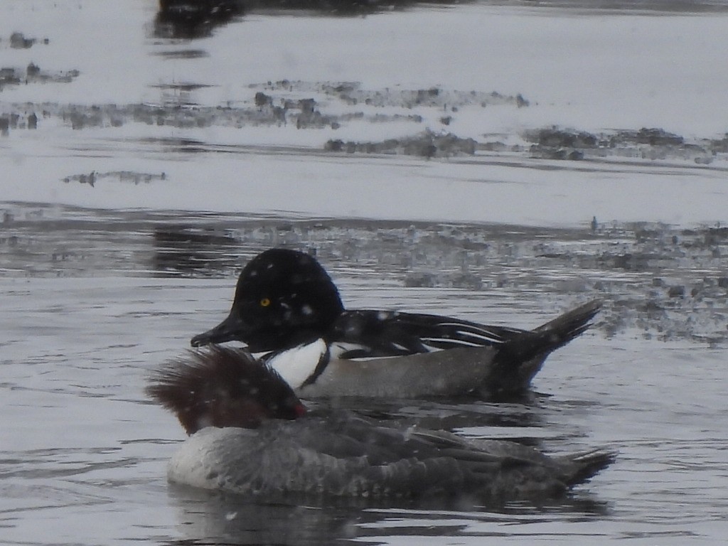 Common Goldeneye x Hooded Merganser (hybrid) - ML539377841