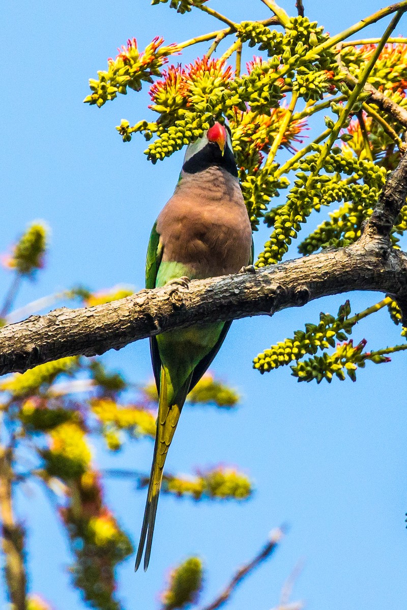 Red-breasted Parakeet - ML539377981