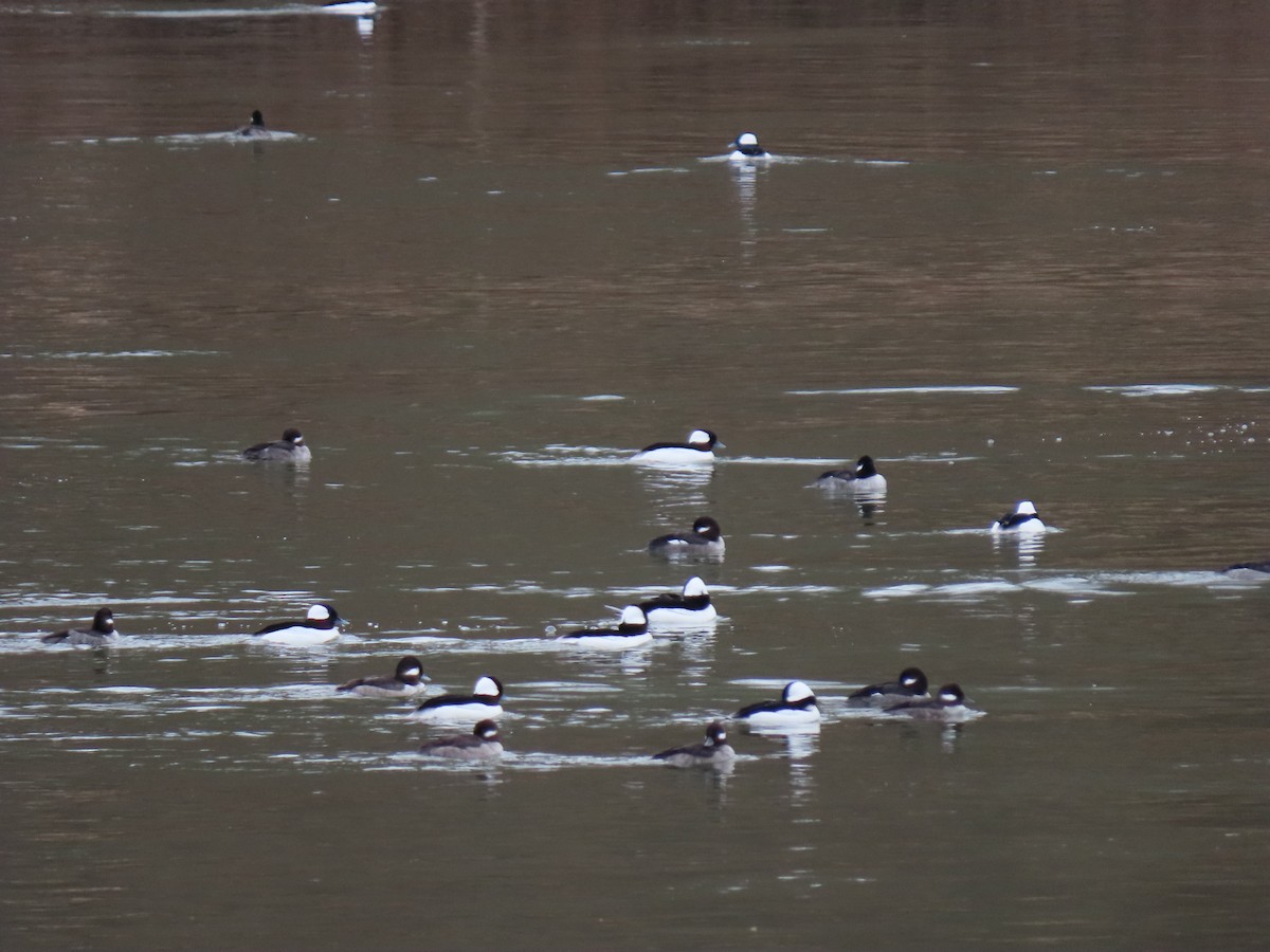 Bufflehead - ML539378021