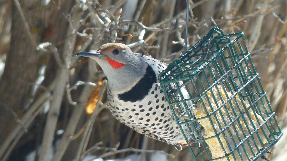 Northern Flicker - ML539378331