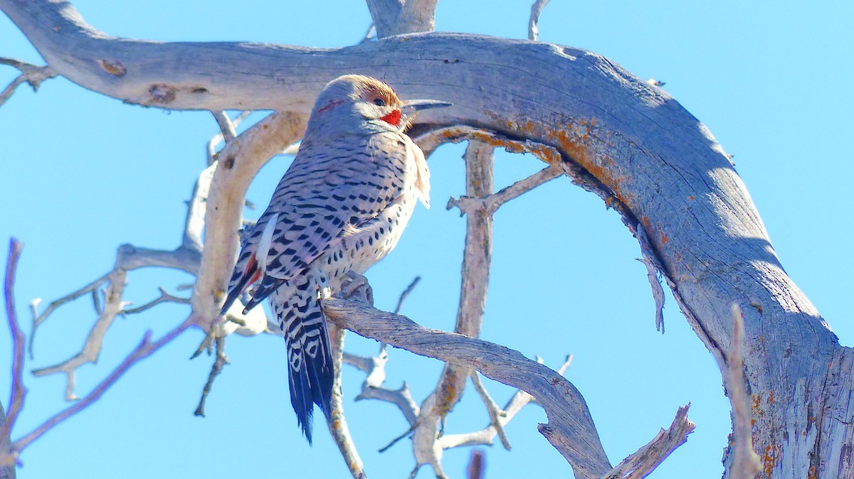 Northern Flicker - ML539378421