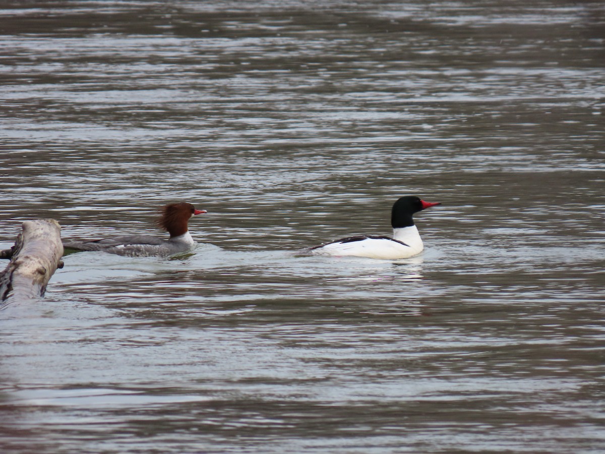 Common Merganser - ML539378441