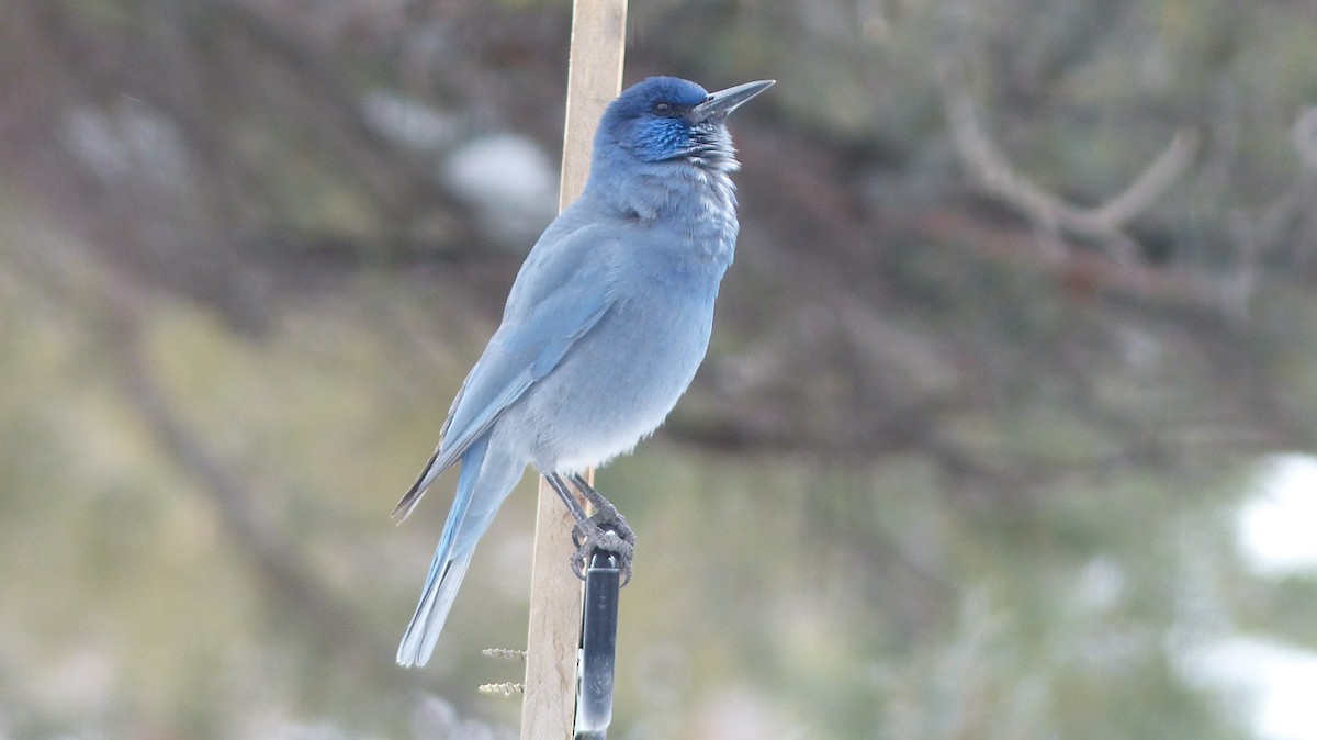 Pinyon Jay - ML539378591