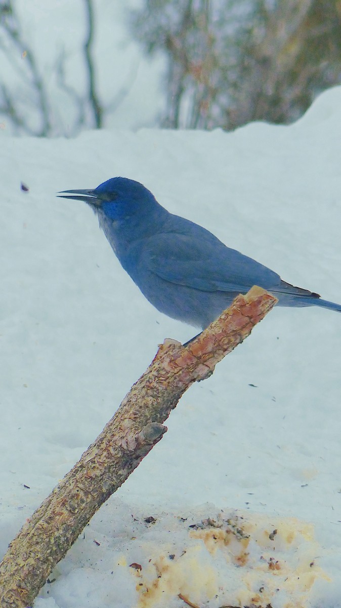 Pinyon Jay - ML539378791