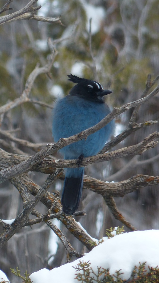 Steller's Jay - ML539379181