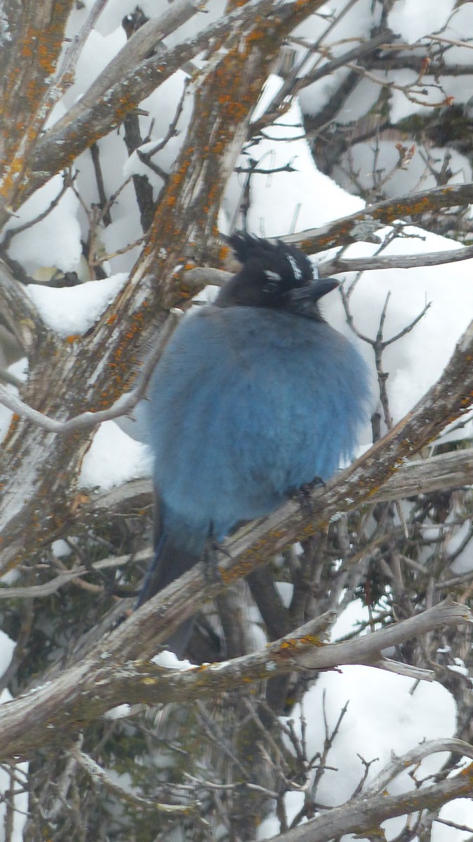 Steller's Jay - ML539379431