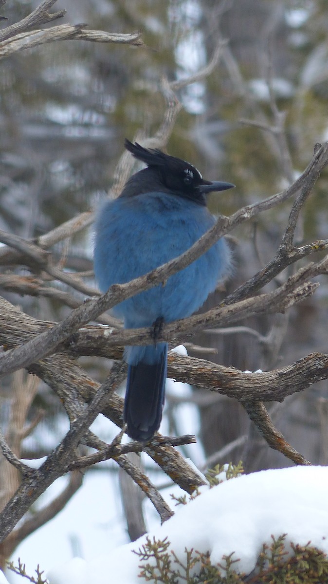 Steller's Jay - ML539379591