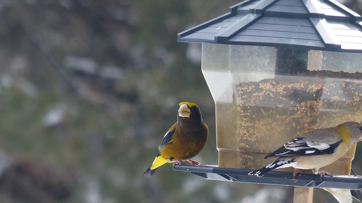 Evening Grosbeak - ML539380201