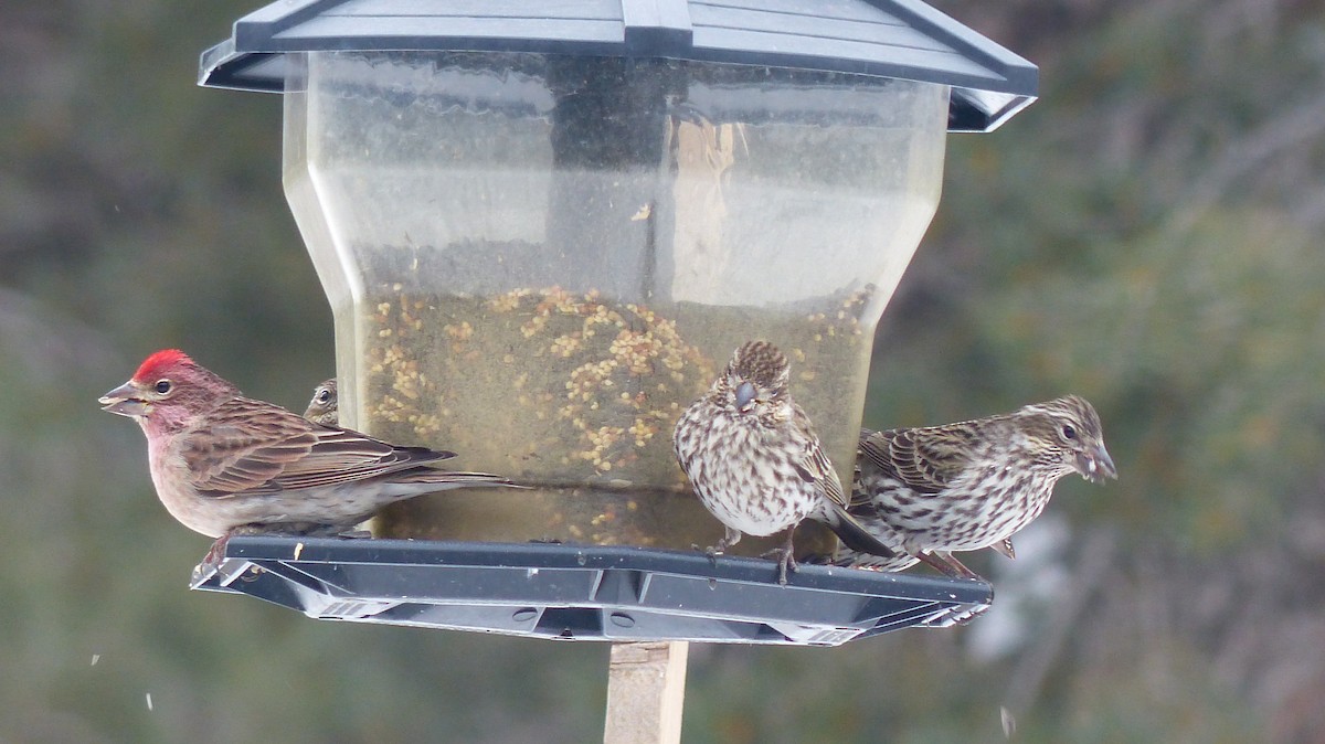 Cassin's Finch - ML539380391