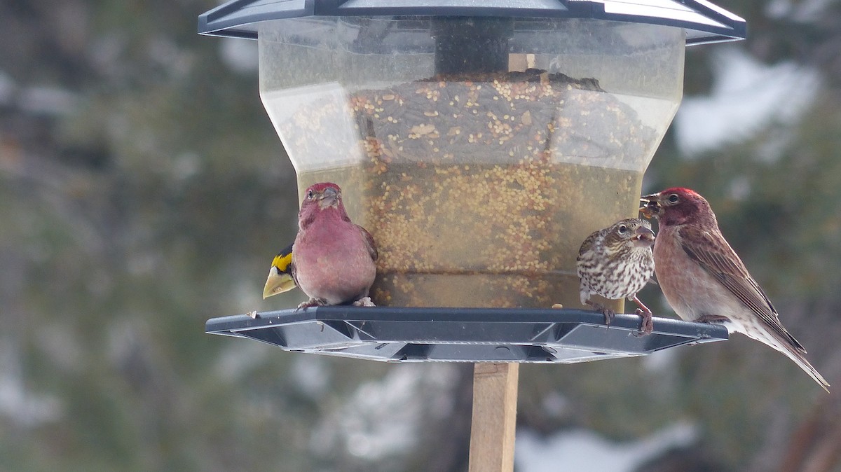 Cassin's Finch - ML539380551