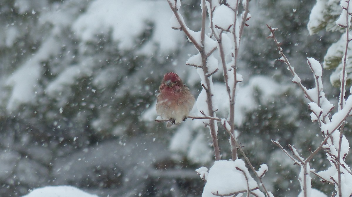 Cassin's Finch - ML539380591