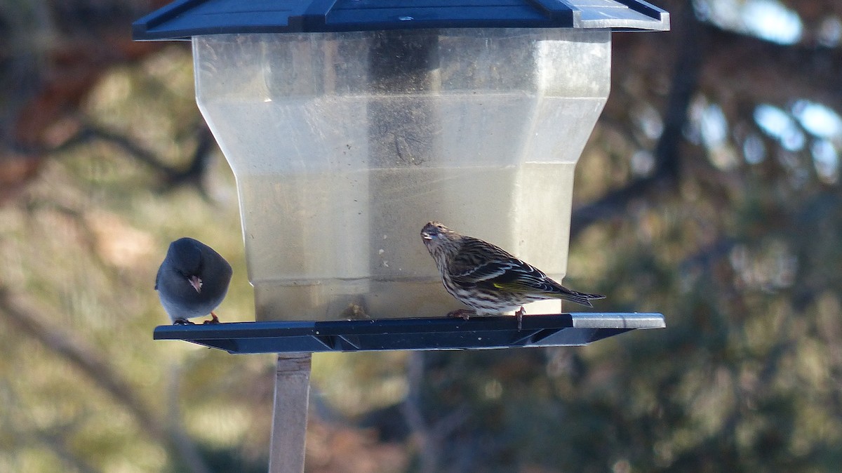 Pine Siskin - ML539380791