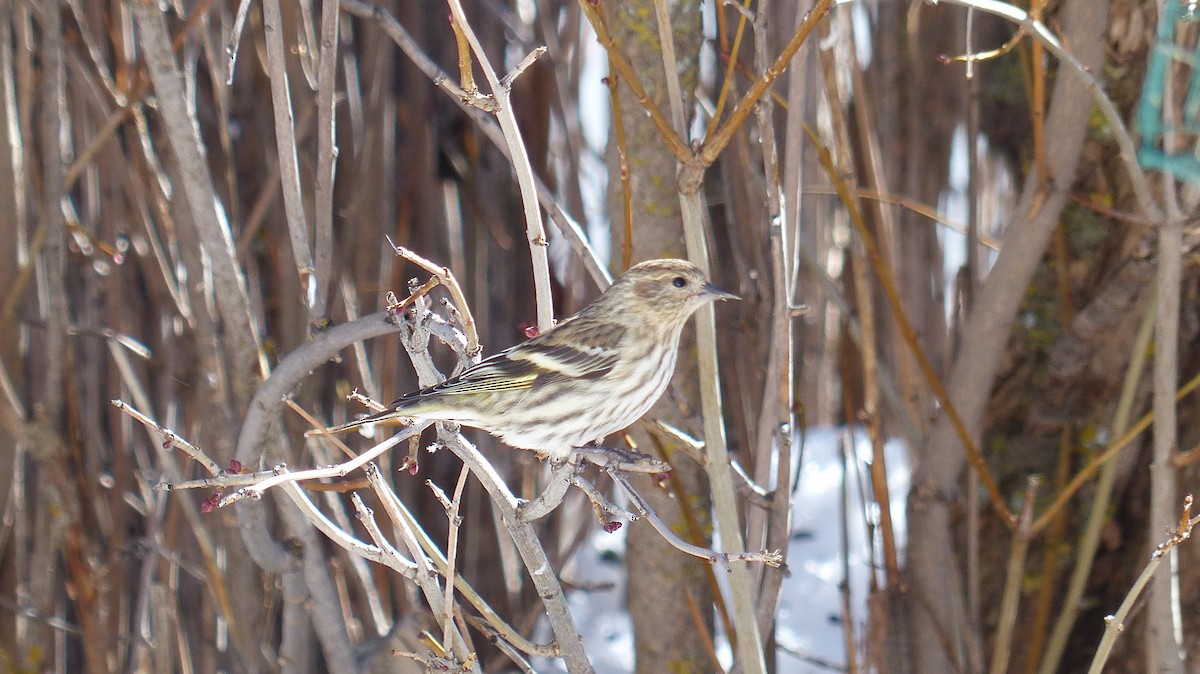 Pine Siskin - ML539380881