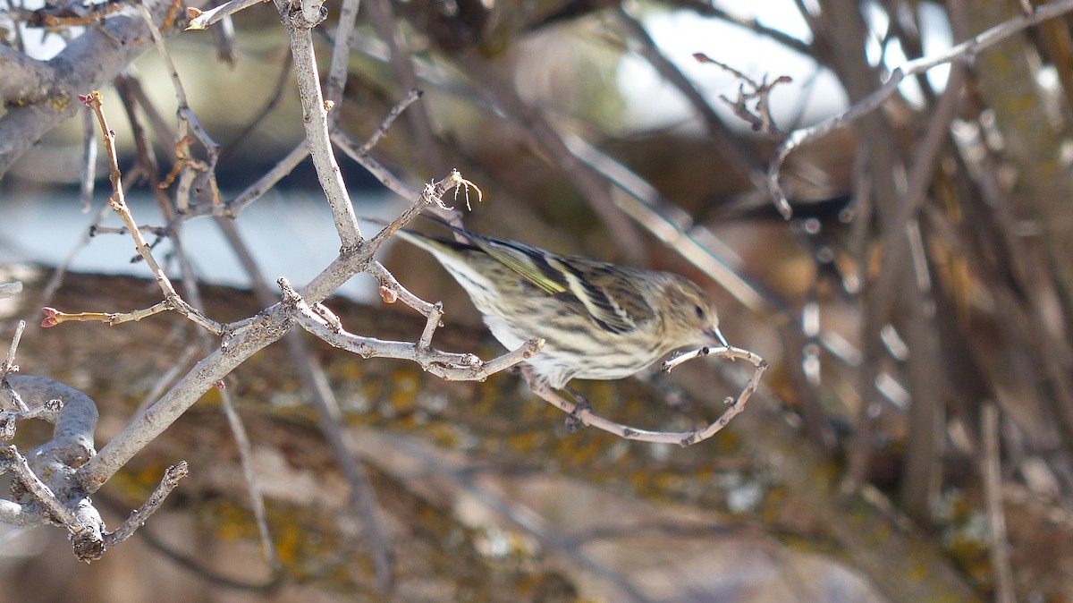 Pine Siskin - ML539380961