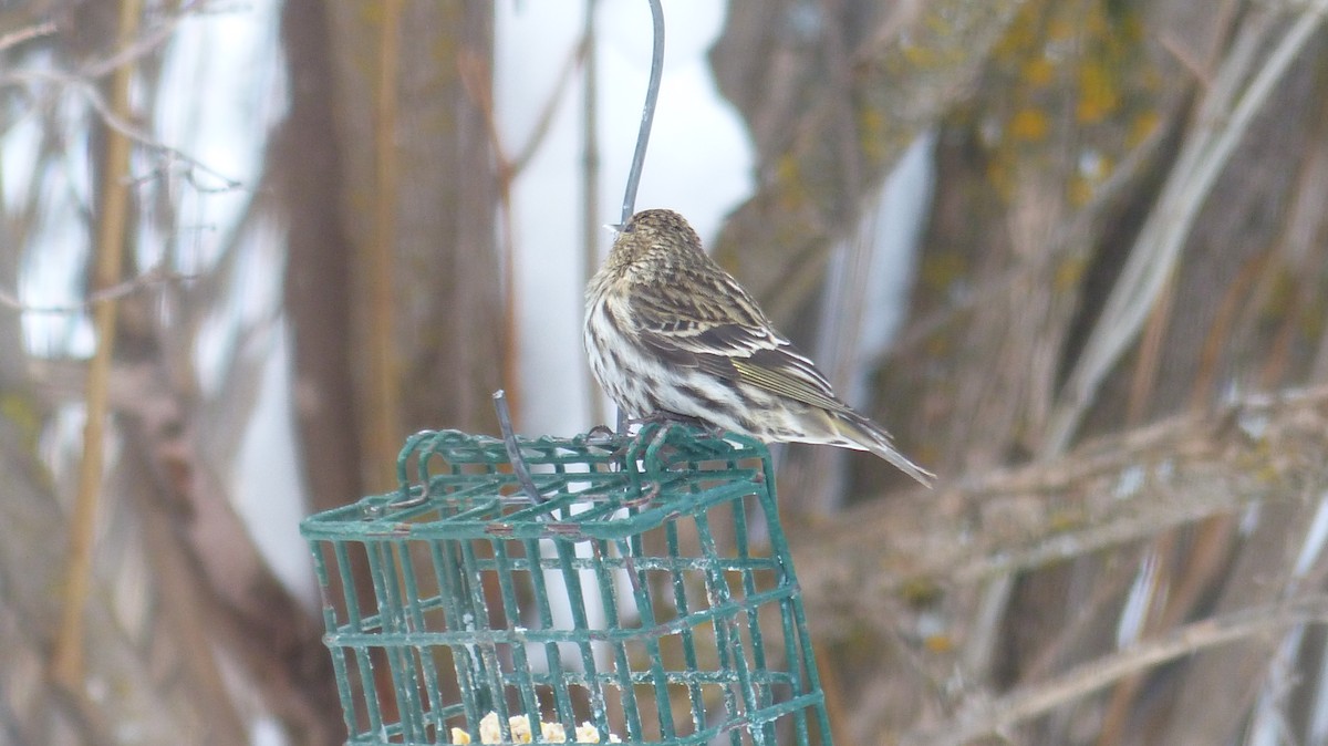 Pine Siskin - ML539381051