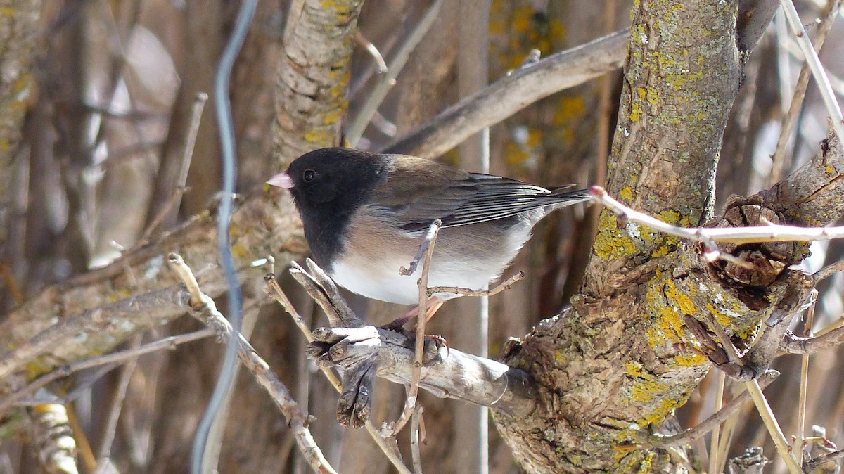 Dark-eyed Junco - ML539381221