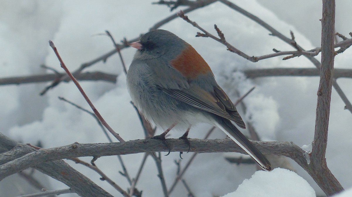 Dark-eyed Junco - ML539381371