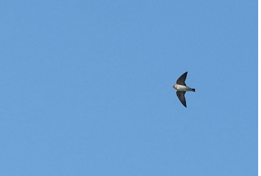 Cliff Swallow - ML539381581