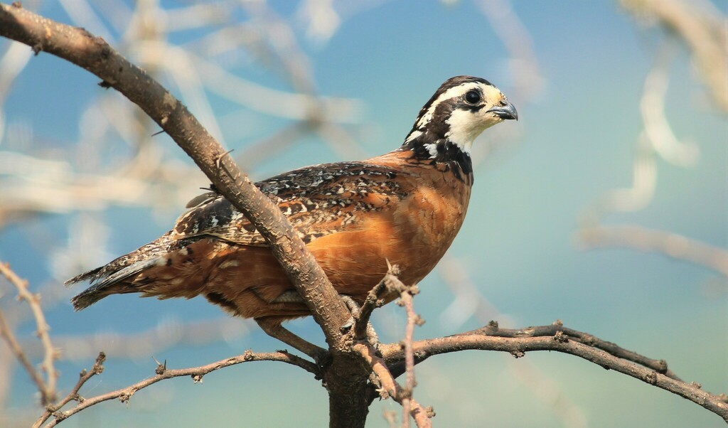 Northern Bobwhite - ML539381701